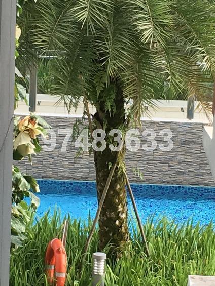 Parc Rosewood (D25), Condominium - For Rent